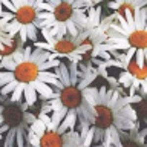 Meet your Posher, Britni